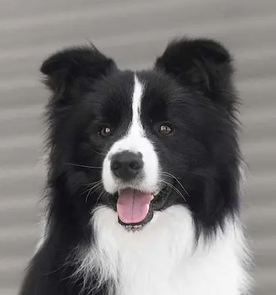 Davinci